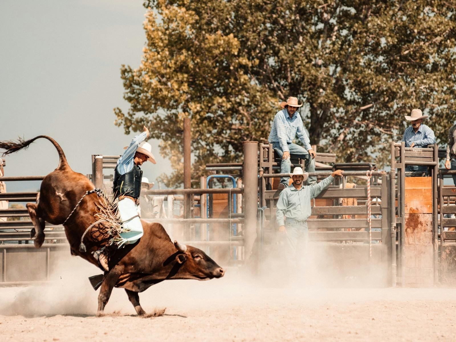 Branxholme Rodeo