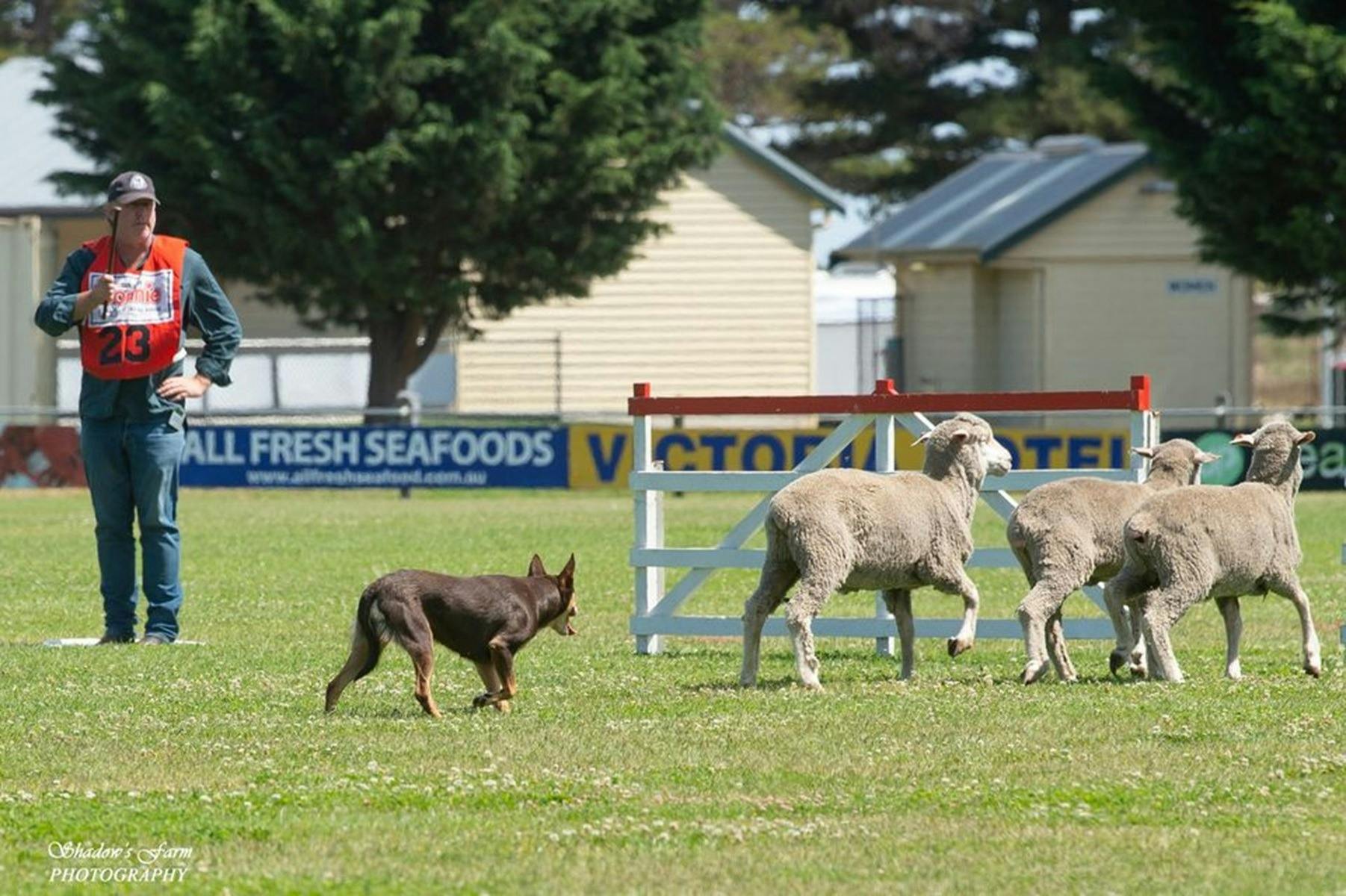 Australian Sheepdog Championship