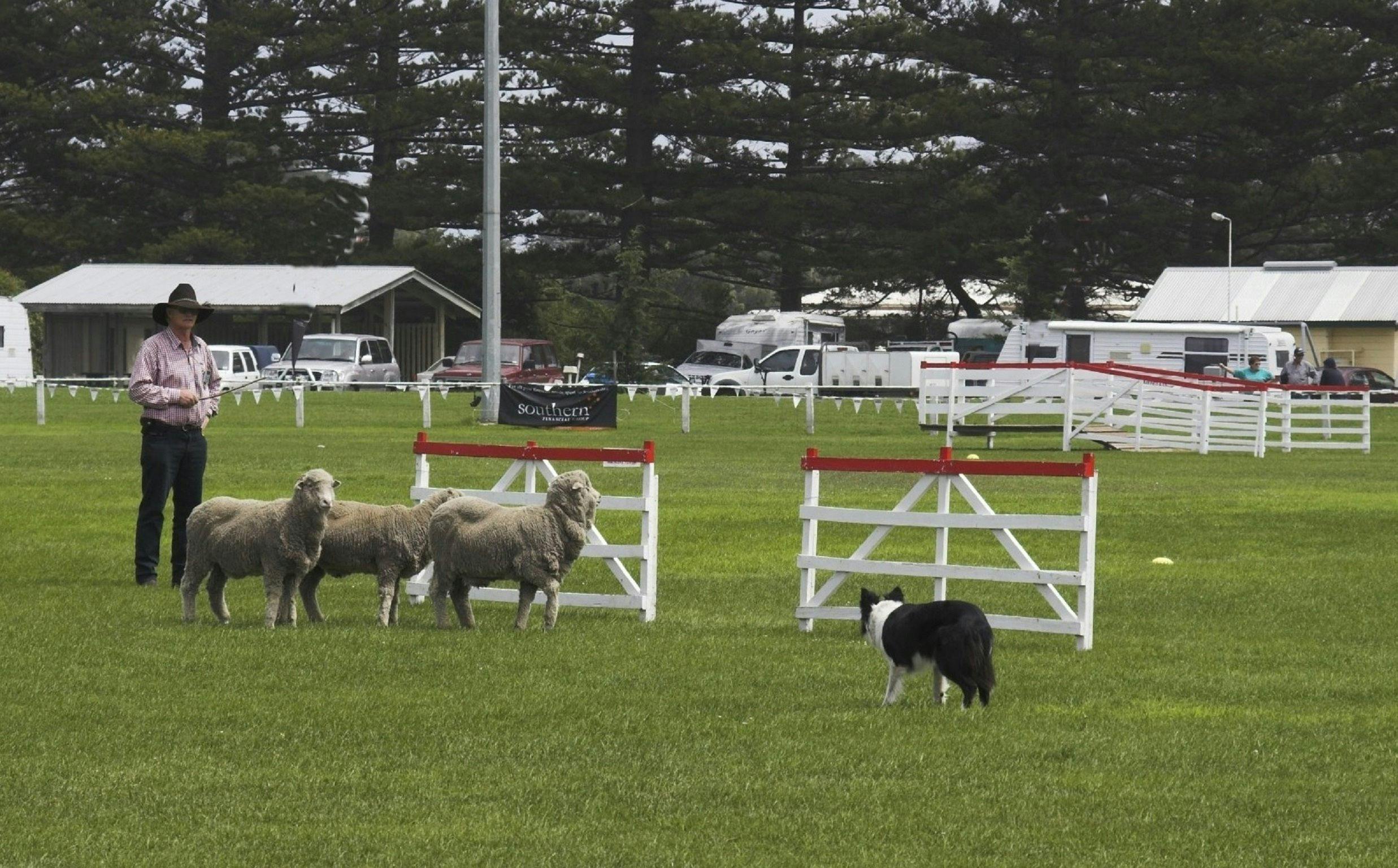 The Commonwealth Championship Sheepdog Trials