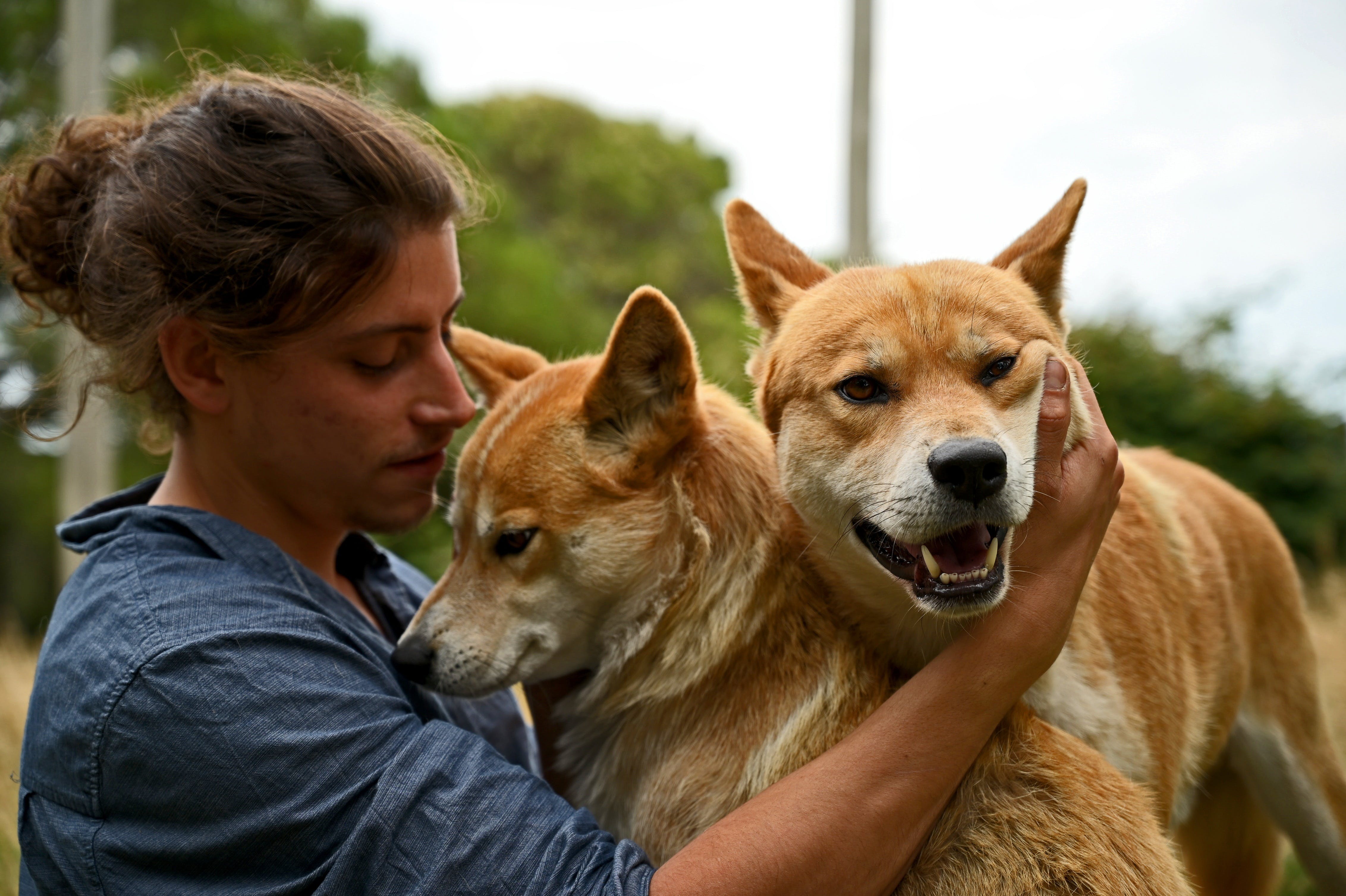 Dingoes attack a woman jogging on Australian island beach and leave her  hospitalized | AP News