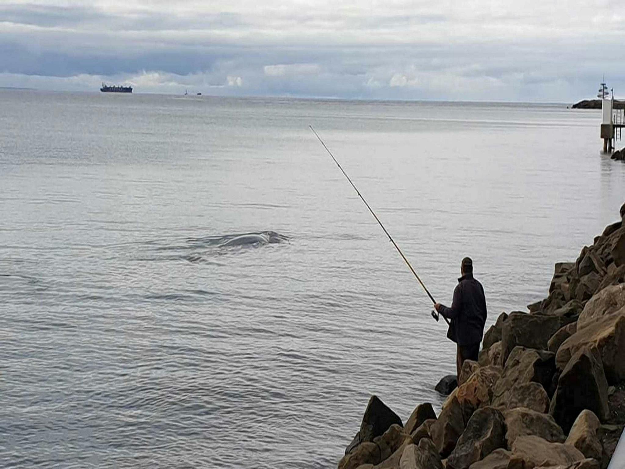 Whale Watching in Portland