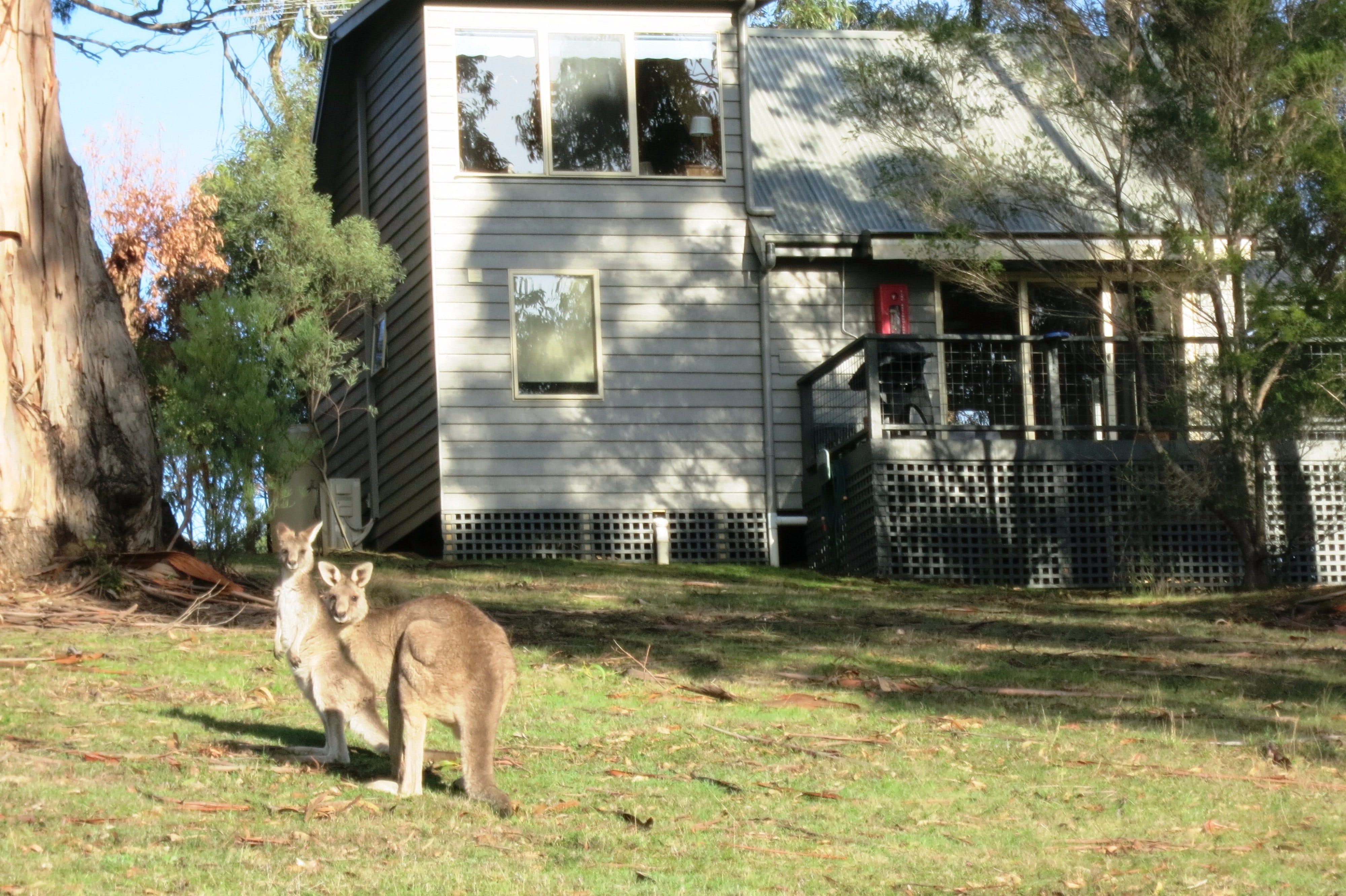 Lorne Bush House Cottages and Eco Retreats