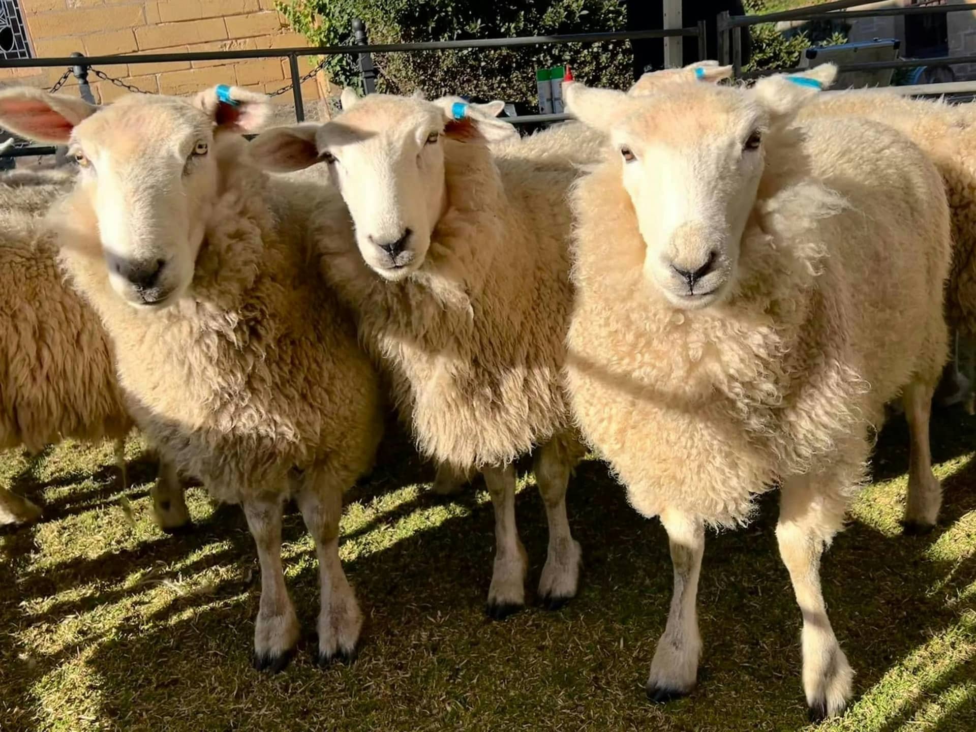 Wool Weekend