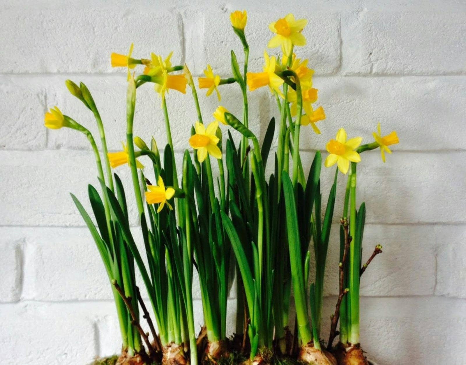 Victorian Bulb Tureen Workshop