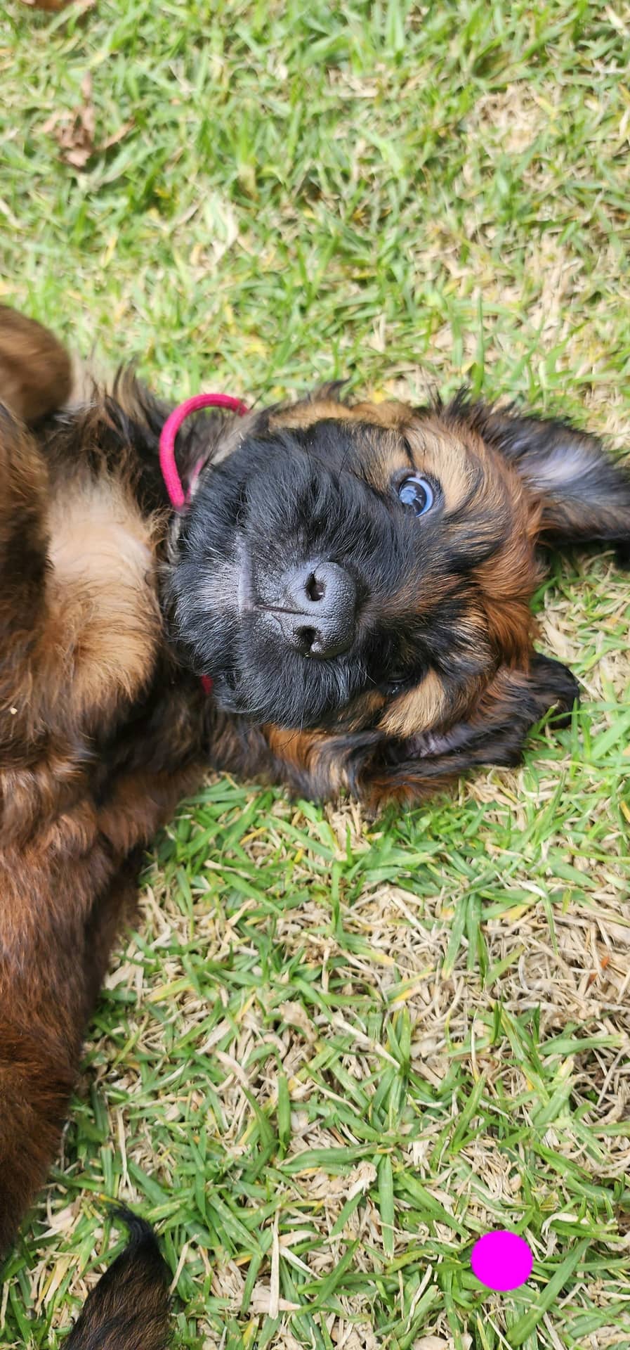 Warrnambool Briards Puppy Yoga Class