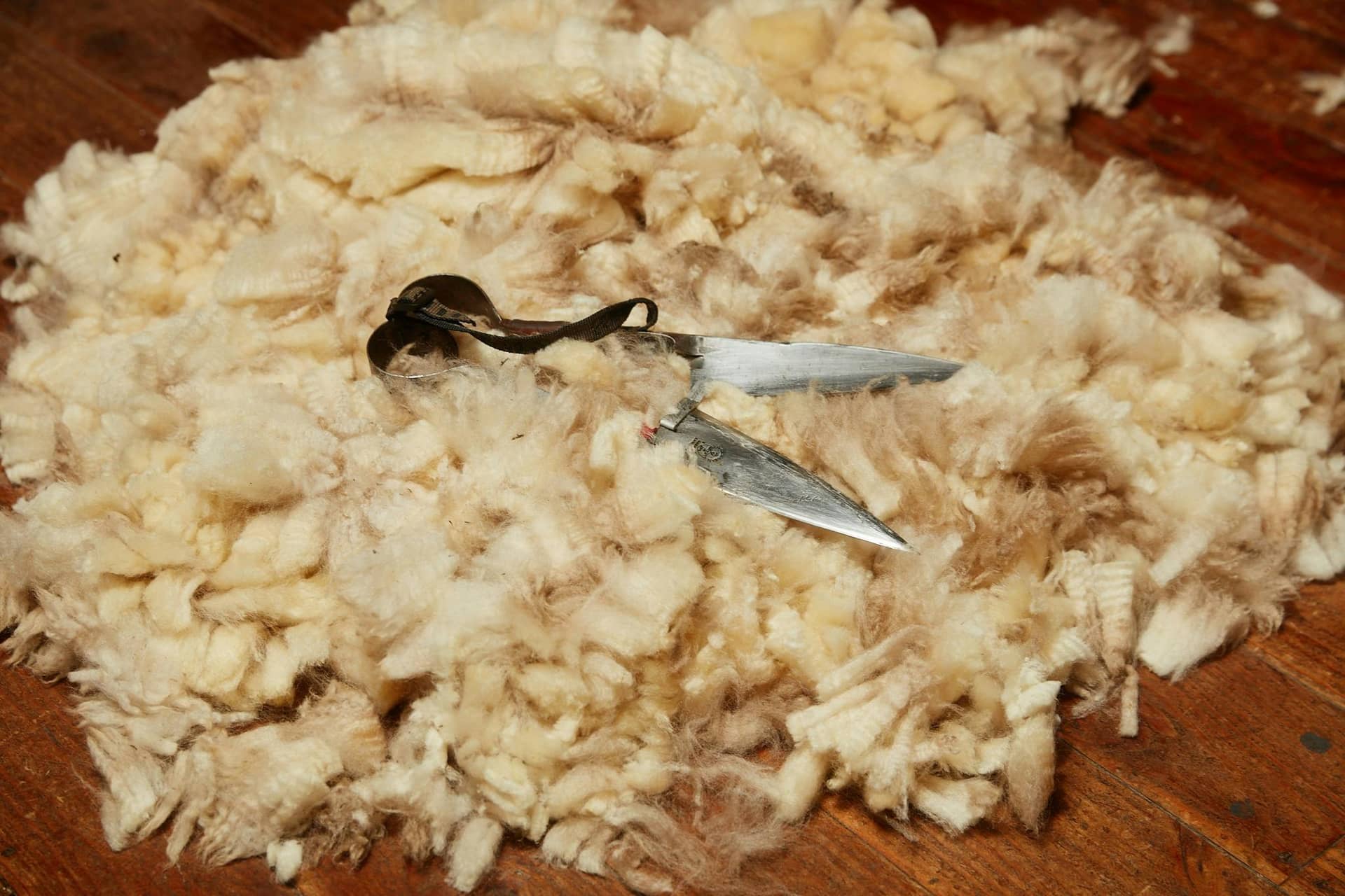 Sports Shear Australia National Shearing and Woolhandling Championships