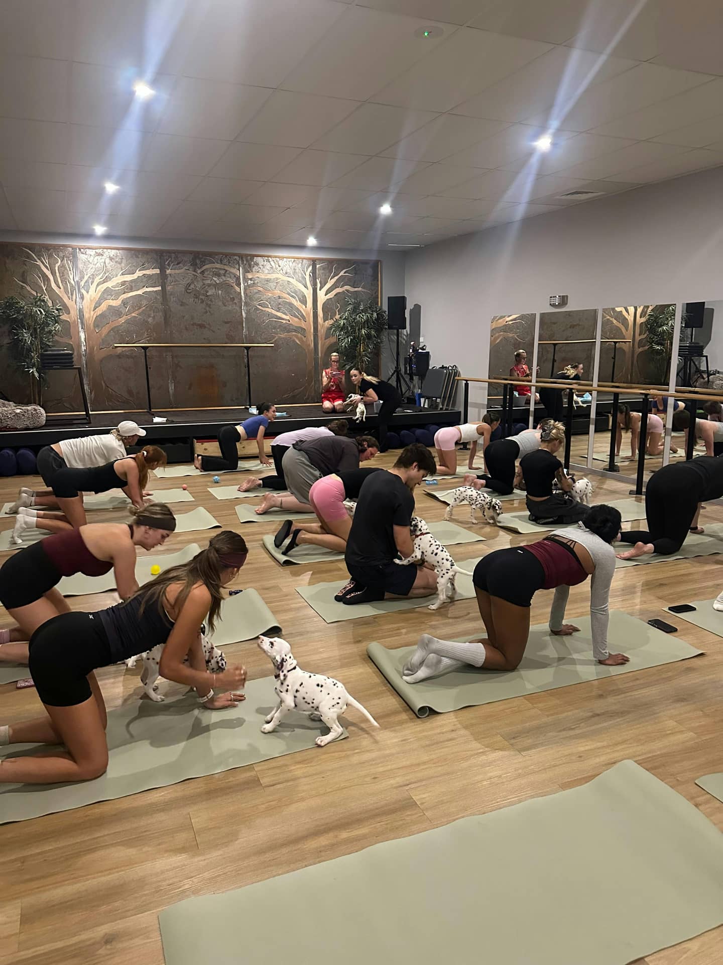 Warrnambool Frenchie Puppy Yoga Class