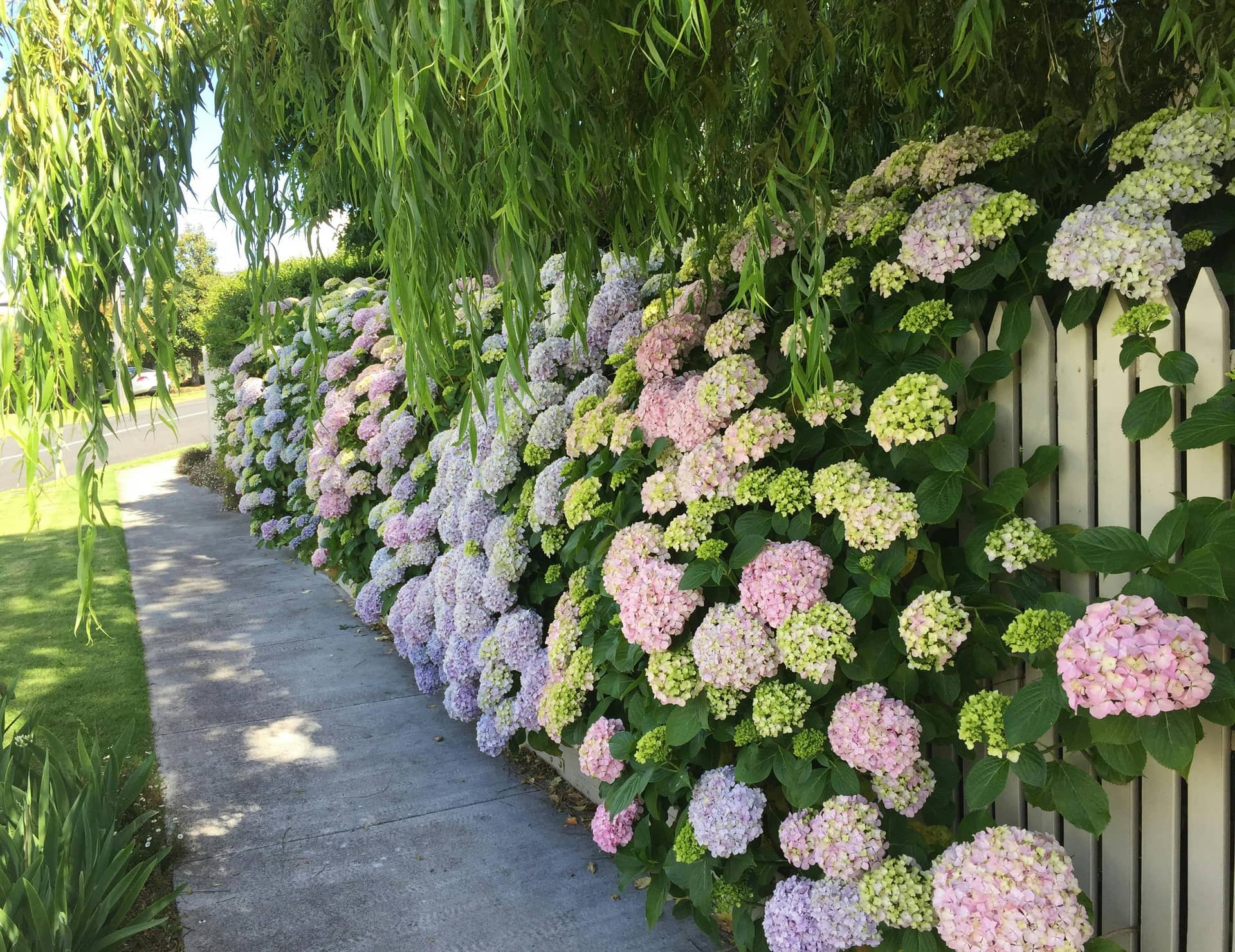 Open Gardens Victoria - Hydrangea House